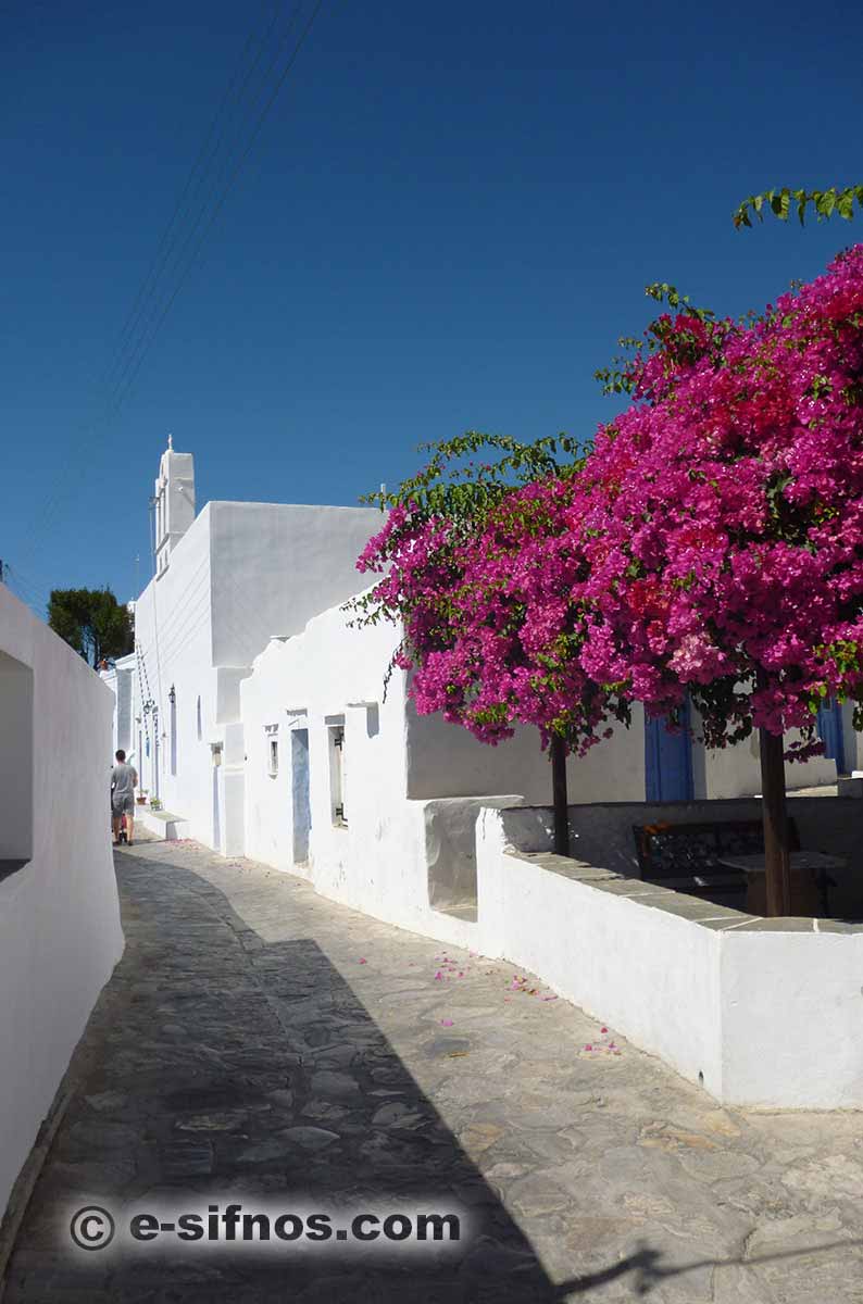 Blühende Bougainvillea in einer Gasse von Artemonas