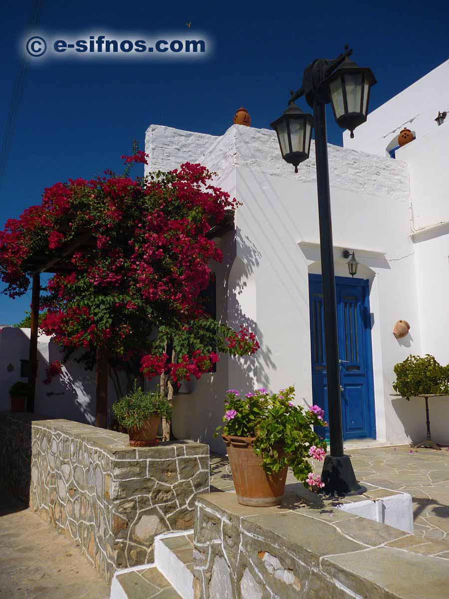 Blühende Bougainvillea in Artemonas