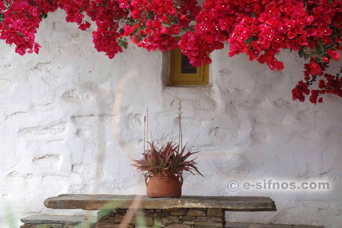 Blühende Bougainvillea in Artemonas