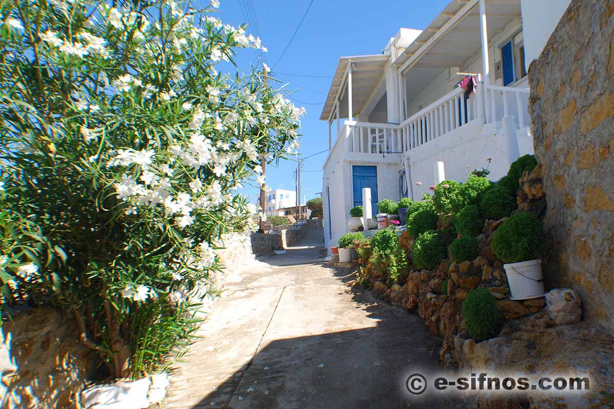 Steingarten mit Basilikum in Cheronissos