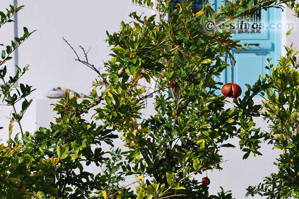 Hof mit Granatapfelbaum in Exambela