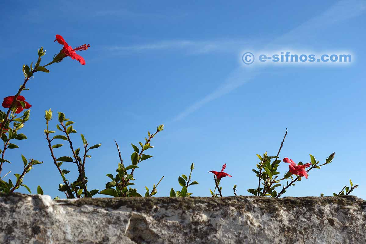 Blühender Hibiskus im Dorf Agios Loukas