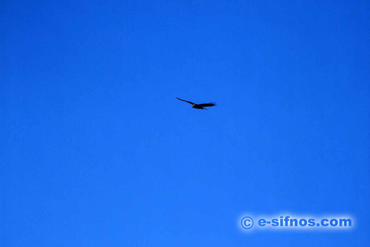 Falke auf Sifnos