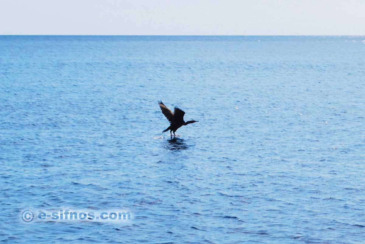 Ein Meerkormoran in Kamares