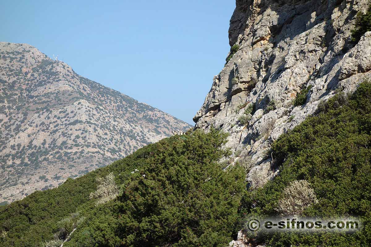 Landschaft mit Wacholdern und Mastixbäumen auf Sifnos
