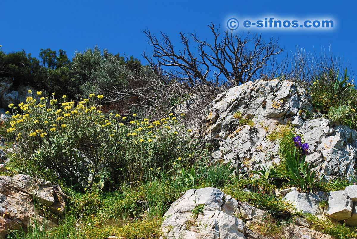Landschaft mit Wildblumen
